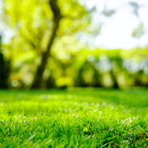 spring clean up calgary
