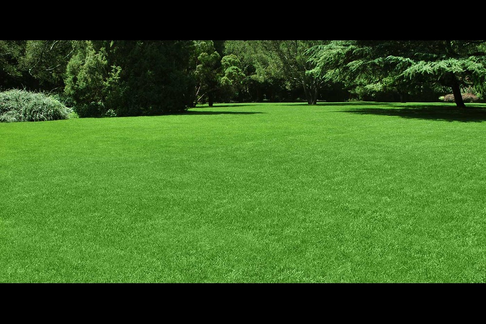 Green Lawn in Calgary