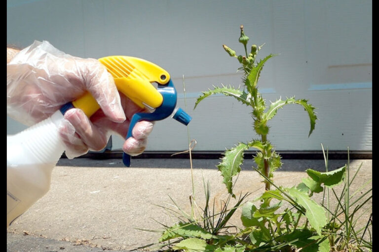 3 Reasons to Hire a Lawn Weed Control Company in Calgary Lawn Lovers